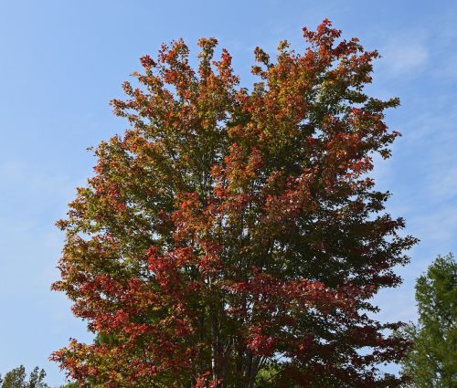 maple tree turning maple tree autumn