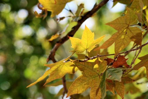 Maple Tree With Yellow Leaves