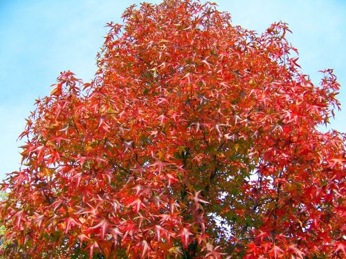 Maple Tree