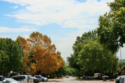 Maple Trees