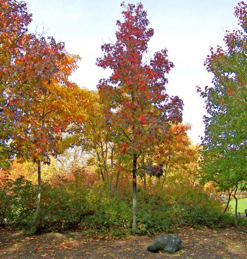 Maple Trees