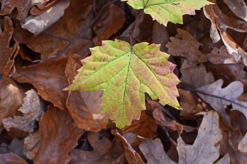 maple turning color seedling tree