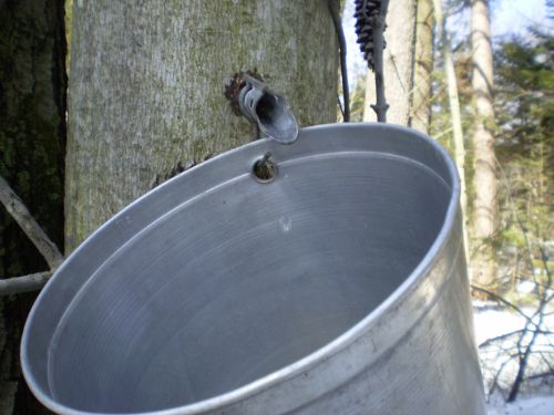 Maple Water Drop