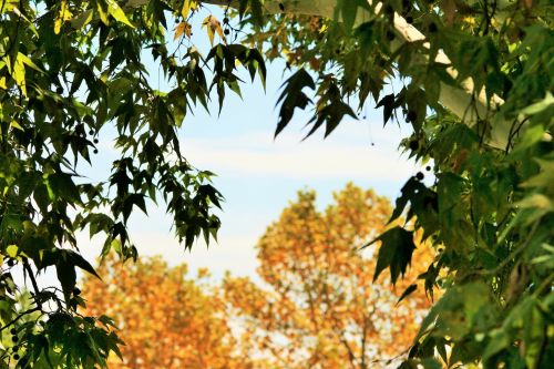 Maples In Green And Yellow