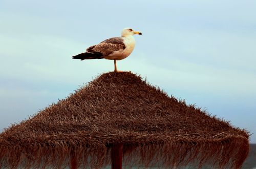 mar gaiovata animal