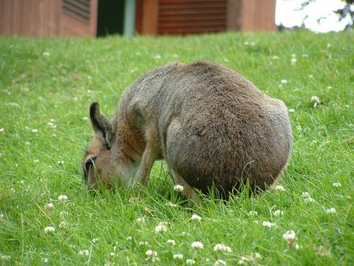 mara zoo mammal