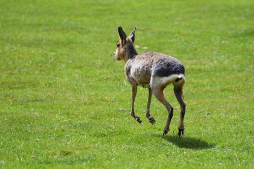 mara hare of patagonia run
