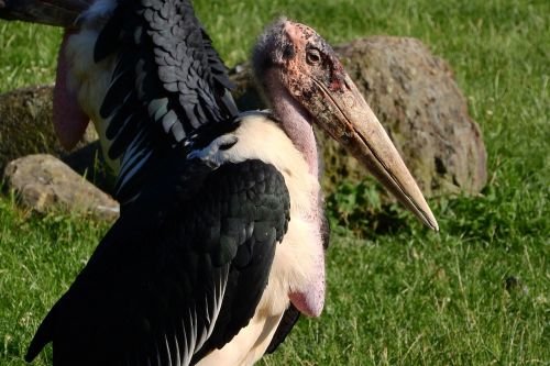 marabou leptoptilos crumenifer stork