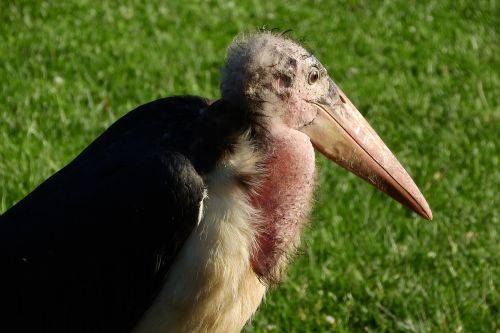 marabou leptoptilos crumenifer stork