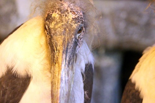 marabou  bird  leptoptilos crumeniferus