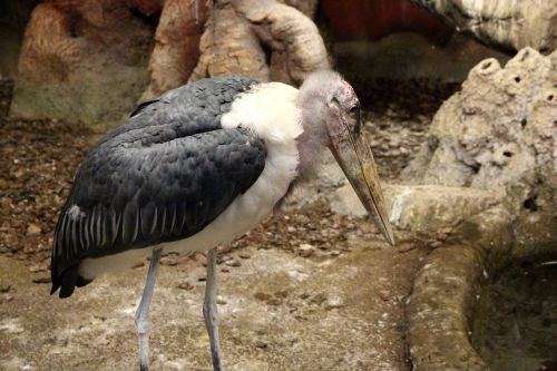 marabou stork leptoptilos crumeniferus bird