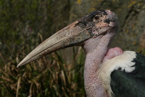 marabou stork  bird of prey  zoo