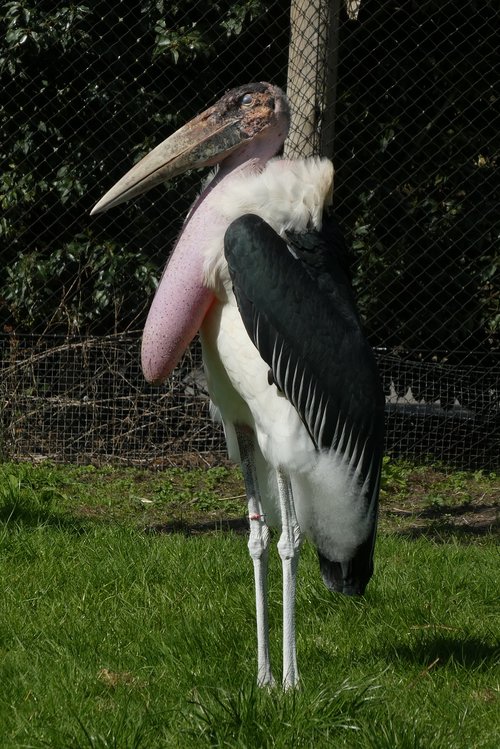 marabou stork  zoo  blijdorp