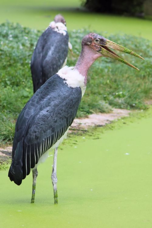 marabu stork bird