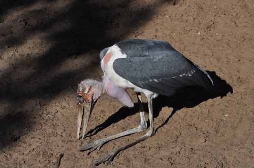 marabu bird animal