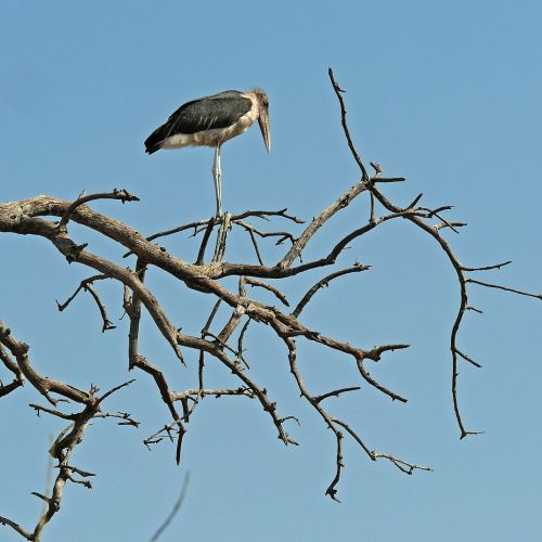 marabu bird africa