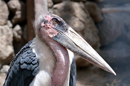 marabu  bird  zoo