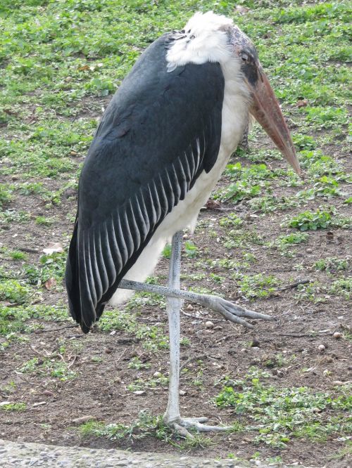 marabu scavengers stork-like