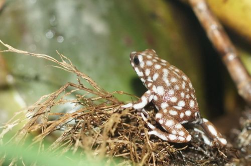 maranonfrosch small poison frog
