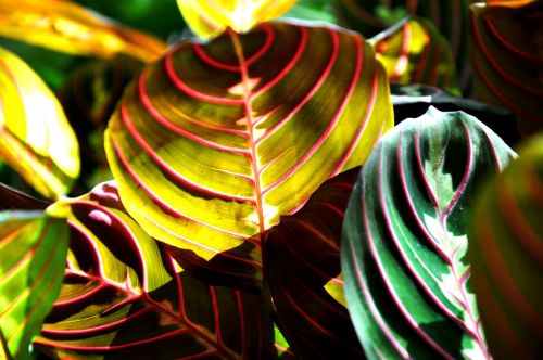 maranta green house plant