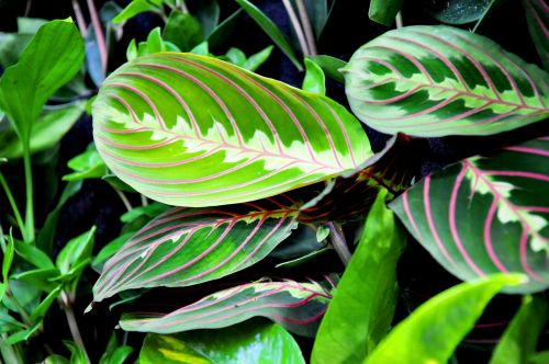 maranta green house plant