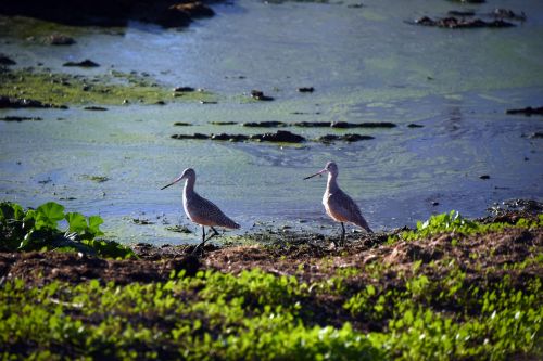 Marbled Godwits Pair