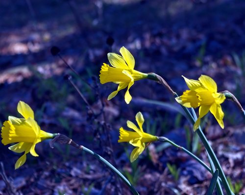 march 2019 daffodils  garden  bloom