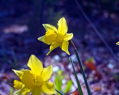 march daffodils  garden  bloom