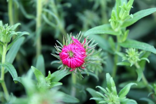 marcinek aster flower