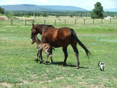 mare foal horses