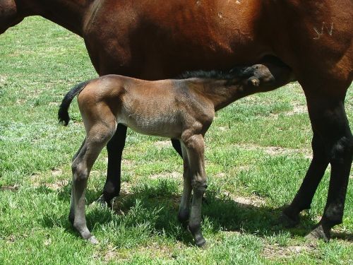 mare foal lunch