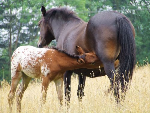 mare maternity horse