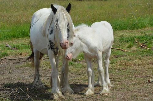 mare foal equines