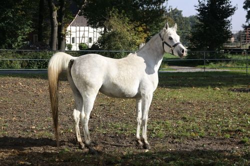 mare mold horse