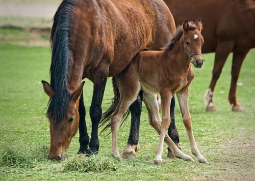 mare foal horse