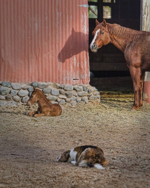 mare foal dog