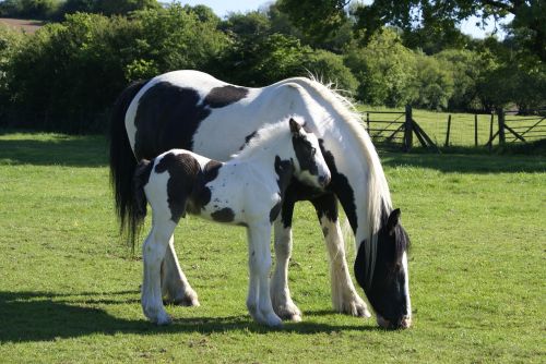 mare and foal foal piebald