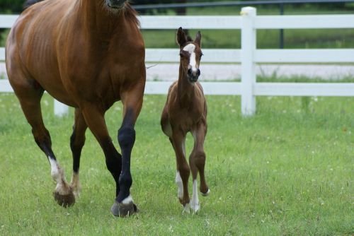 mare and foal mare foal