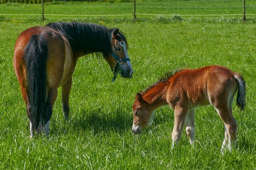 mare stallion foal  pony foal  ponystue