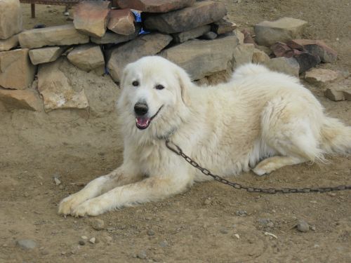 maremma sheepdog sheepdog dog