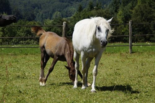 mares foal arabs