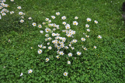 marga renon  large daisies  flower