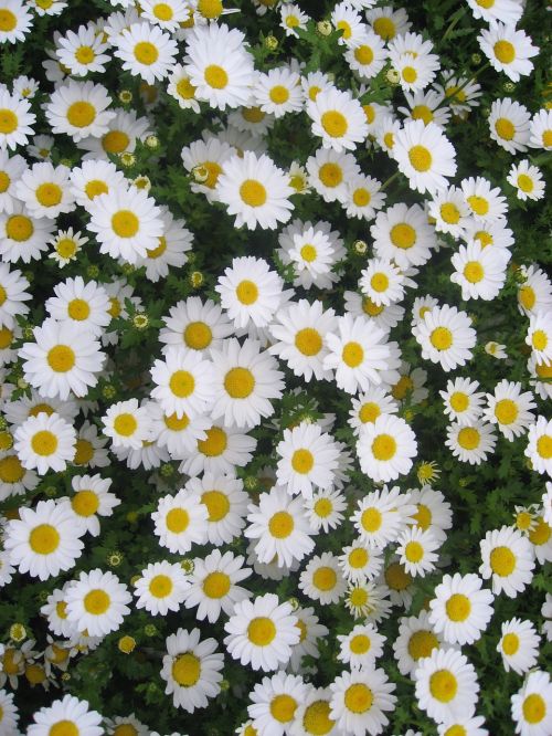 daisy margaret flowers