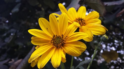 margaret flower yellow