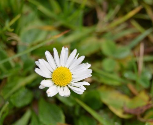 margaret flower spring