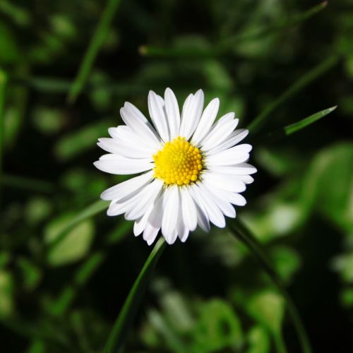 margaret flower white