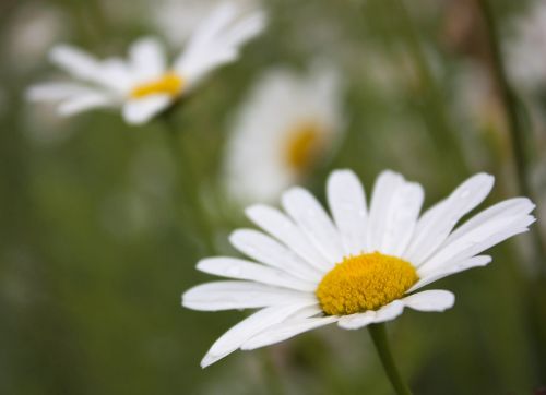 margaret flower spring