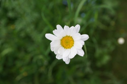 margarita flower white