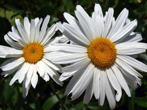 margarita giant  flower daisy white  spring