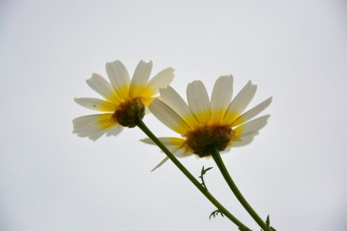 margaritas sky flowers